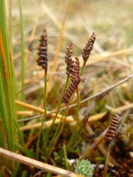 Schizaea australis: mature fronds showing infolded fertile branches on fertile portions.
 Image: L.R. Perrie © Te Papa 2012 CC BY-NC 3.0 NZ